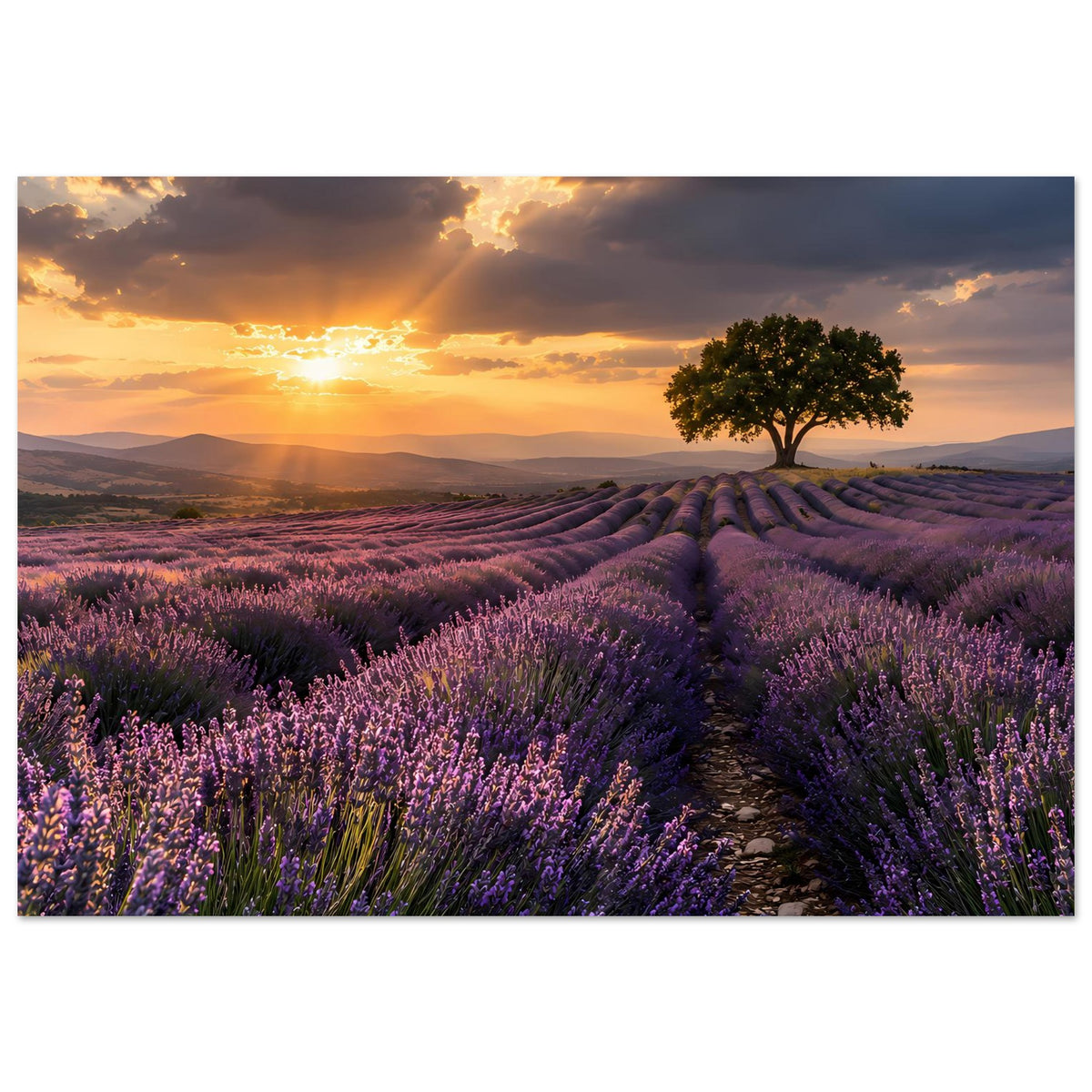 Poster mit Lavendelfeld beim Sonnenuntergang: Pfad, lila Blütenreihen und Baum