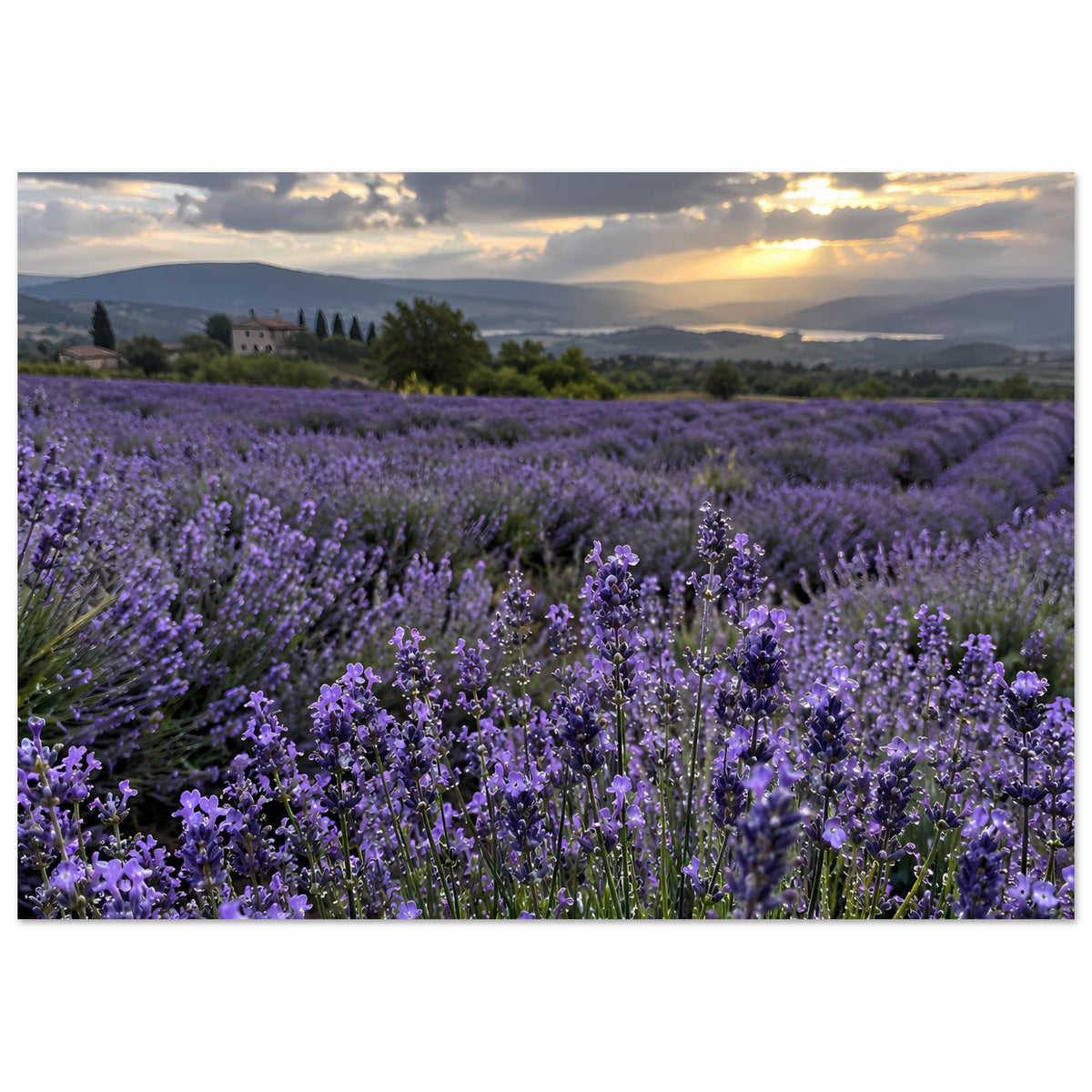 Horizontales Poster: Lavendelfeld mit violetten Blütenreihen und warmem Abendhimmel