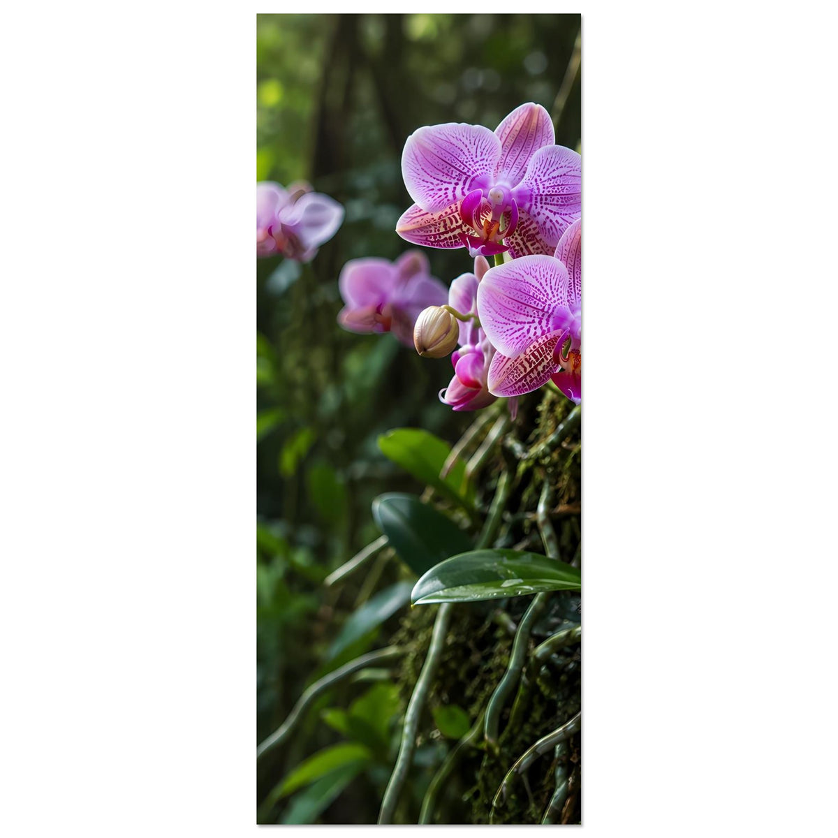 Orchideen-Botanikposter (Hochformat): pinkfarbene Orchideenblüten, Fokus auf Blütenmitte