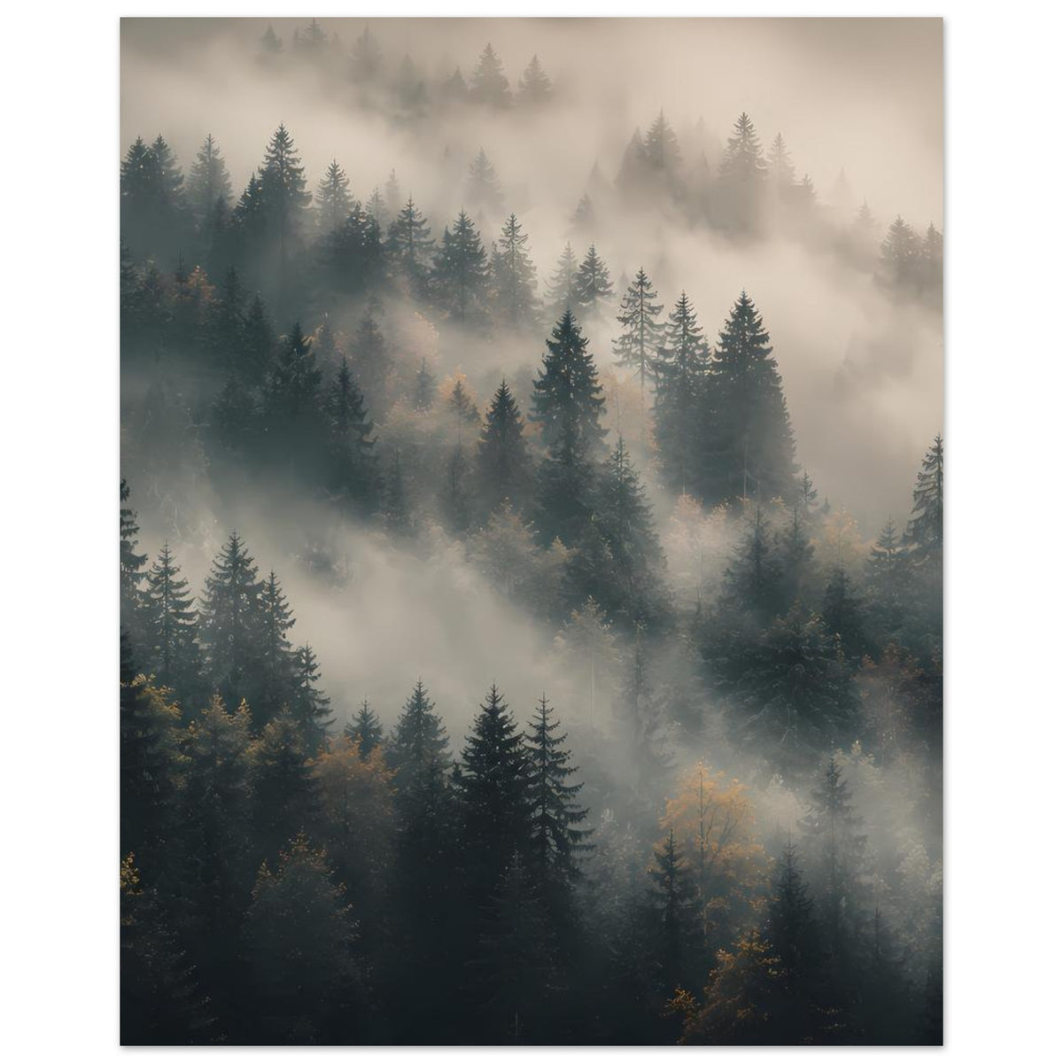Poster mit Bergwald: dunkelgrüne Tannen und dichter Nebel im Hintergrund