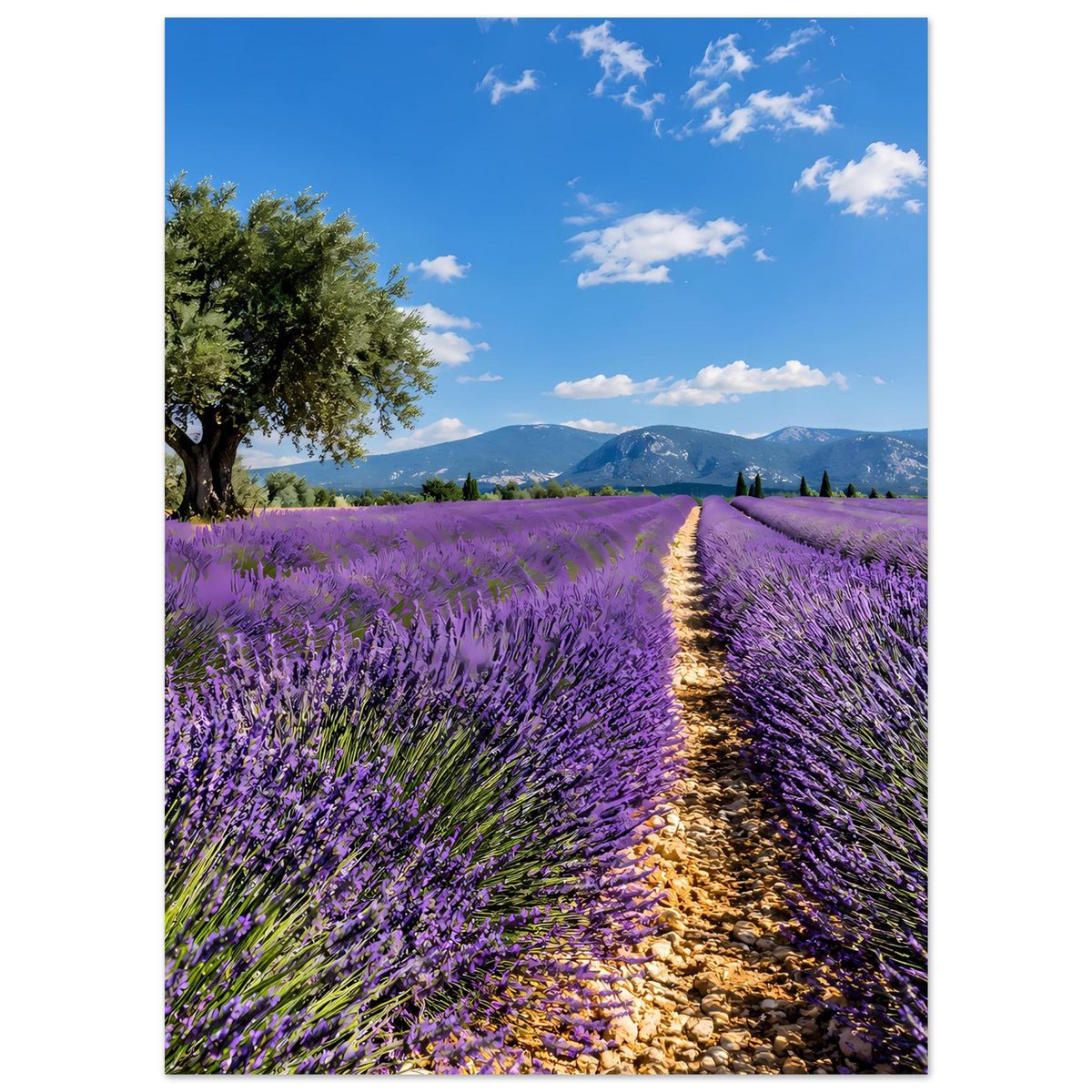 Poster im Hochformat mit Lavendelfeldern, Feldweg und Baum links