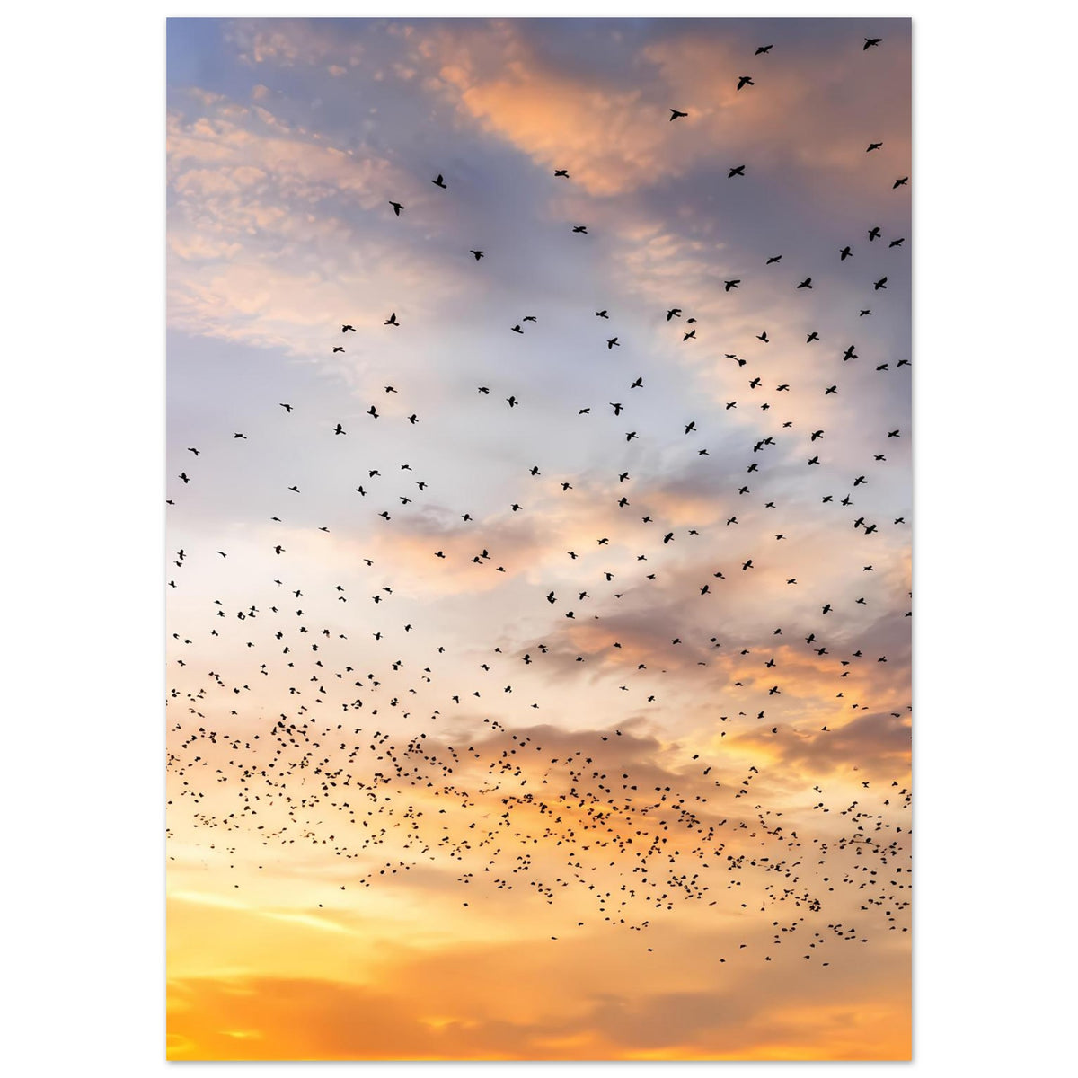 Kunstdruck-Poster mit Vogelschar über wolkigem Sonnenuntergang in warmem Licht
