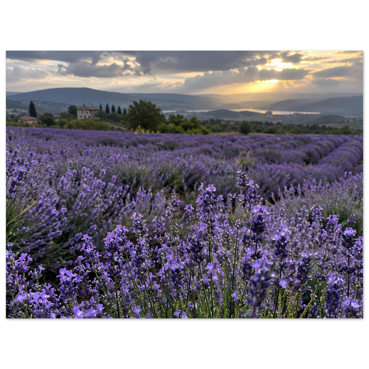 Lavendelfeld-Poster mit violetten Blüten, goldenes Abendlicht, Querformat