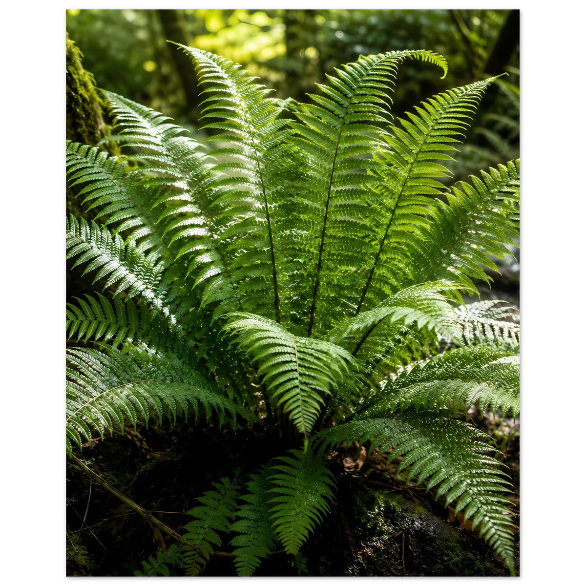 Botanisches Naturposter mit grünen Farnwedeln, mehrere Ebenen im Vordergrund