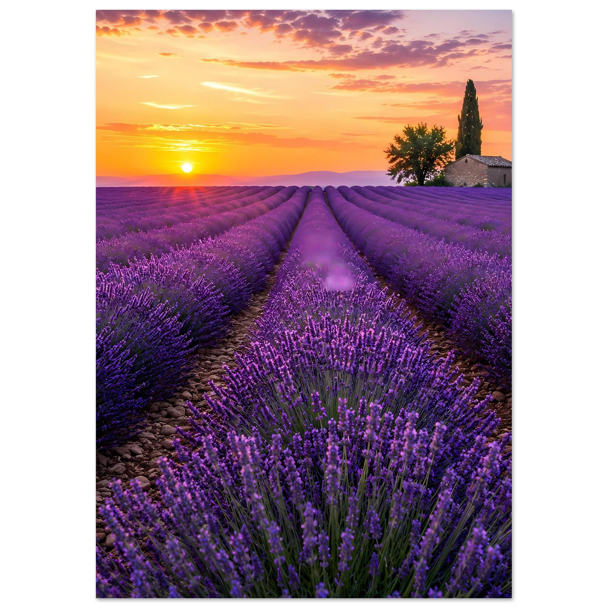 Poster: Lavendelpfade im Sonnenaufgang, violette Felder, kleine Steinkirche rechts