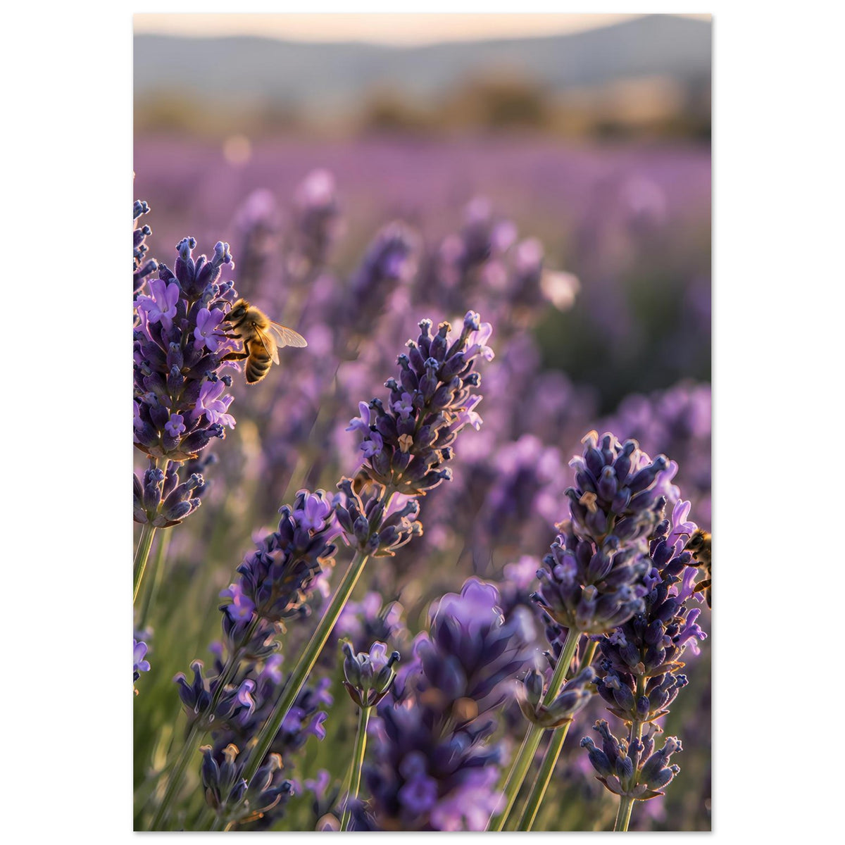 Lavendelblüten-Poster mit Bienen, vertikale Aufnahme der lila Blütenrispen