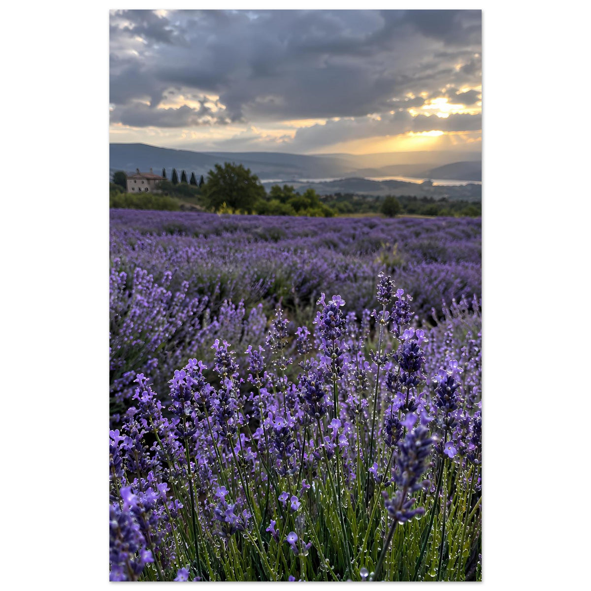 Vertikales Poster: lila Lavendelblüten im Feld, Sonnenuntergang über den Hügeln