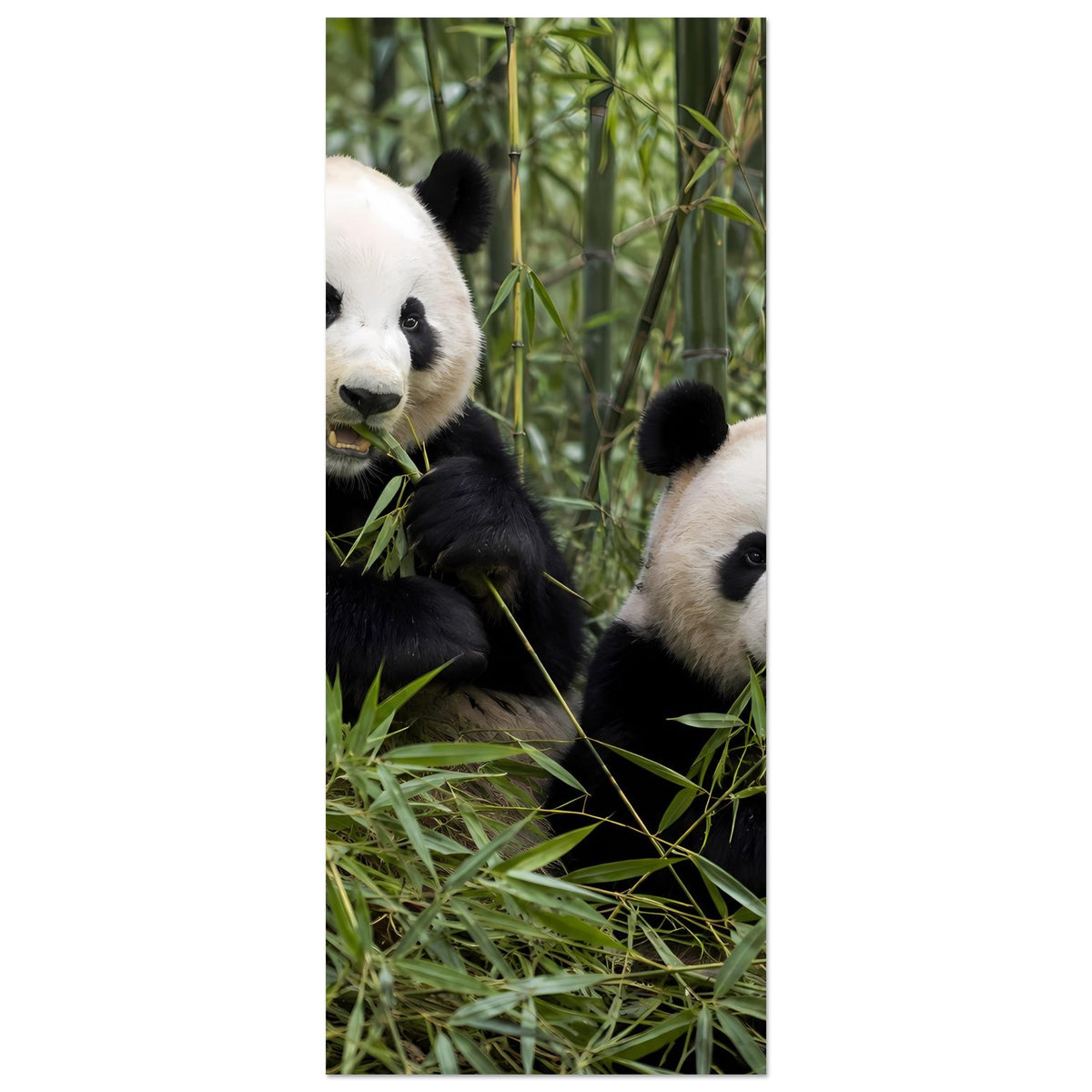 Vertikaler Poster-Ausschnitt mit zwei Pandas im Bambus, Premium-Mattpapier