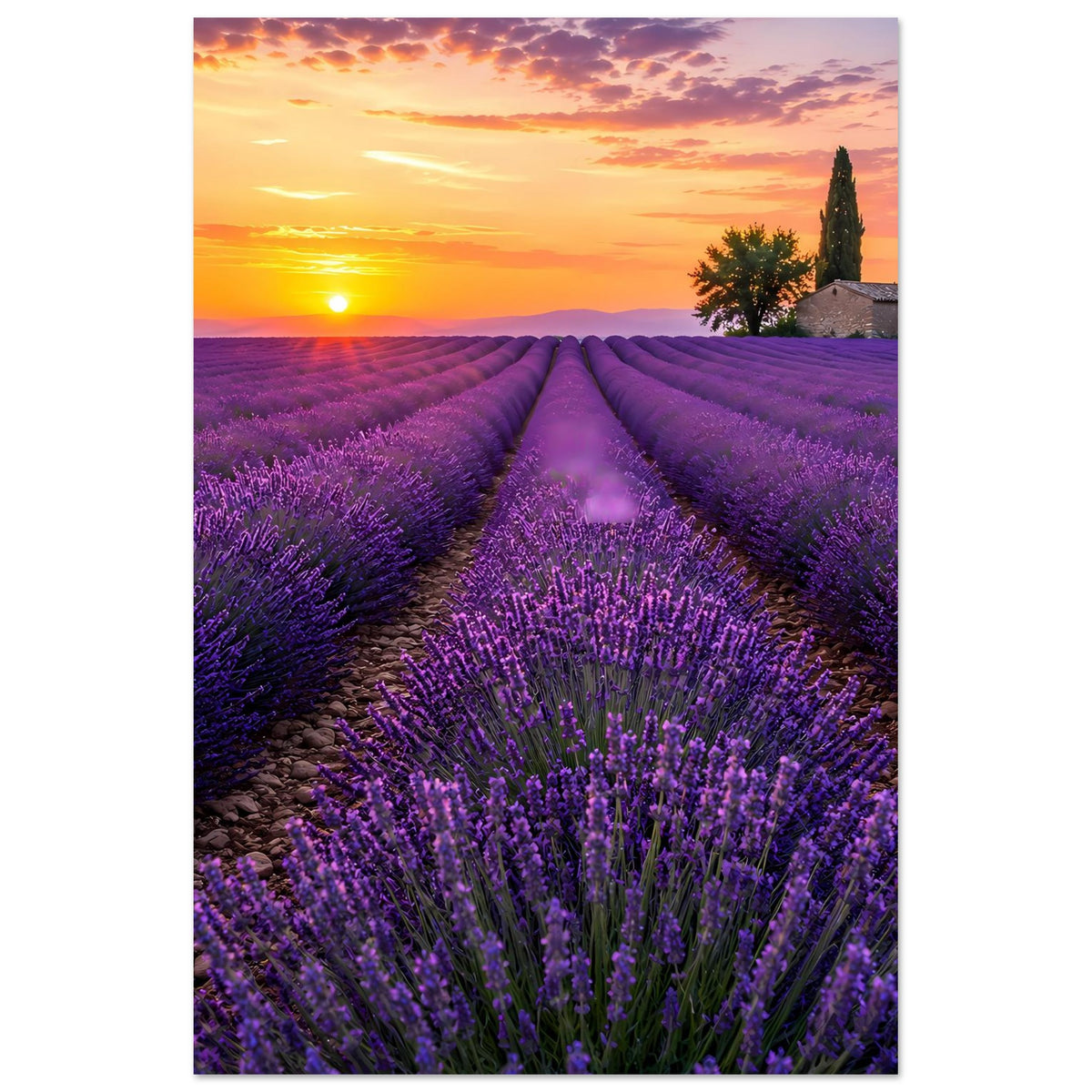 Lavendelfeld-Poster mit violettem Blütenmeer, mittigem Weg und kleiner Kapelle rechts oben