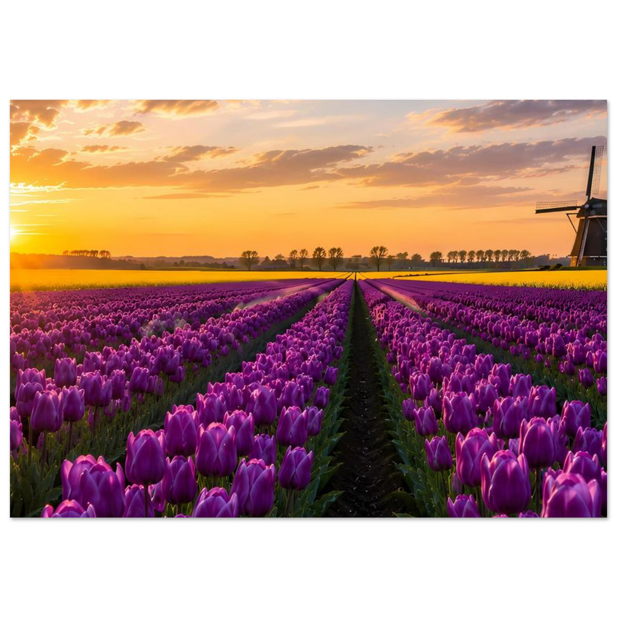Querformatiges Poster mit violettem Tulpenfeld und Windmühle rechts im Sonnenuntergang