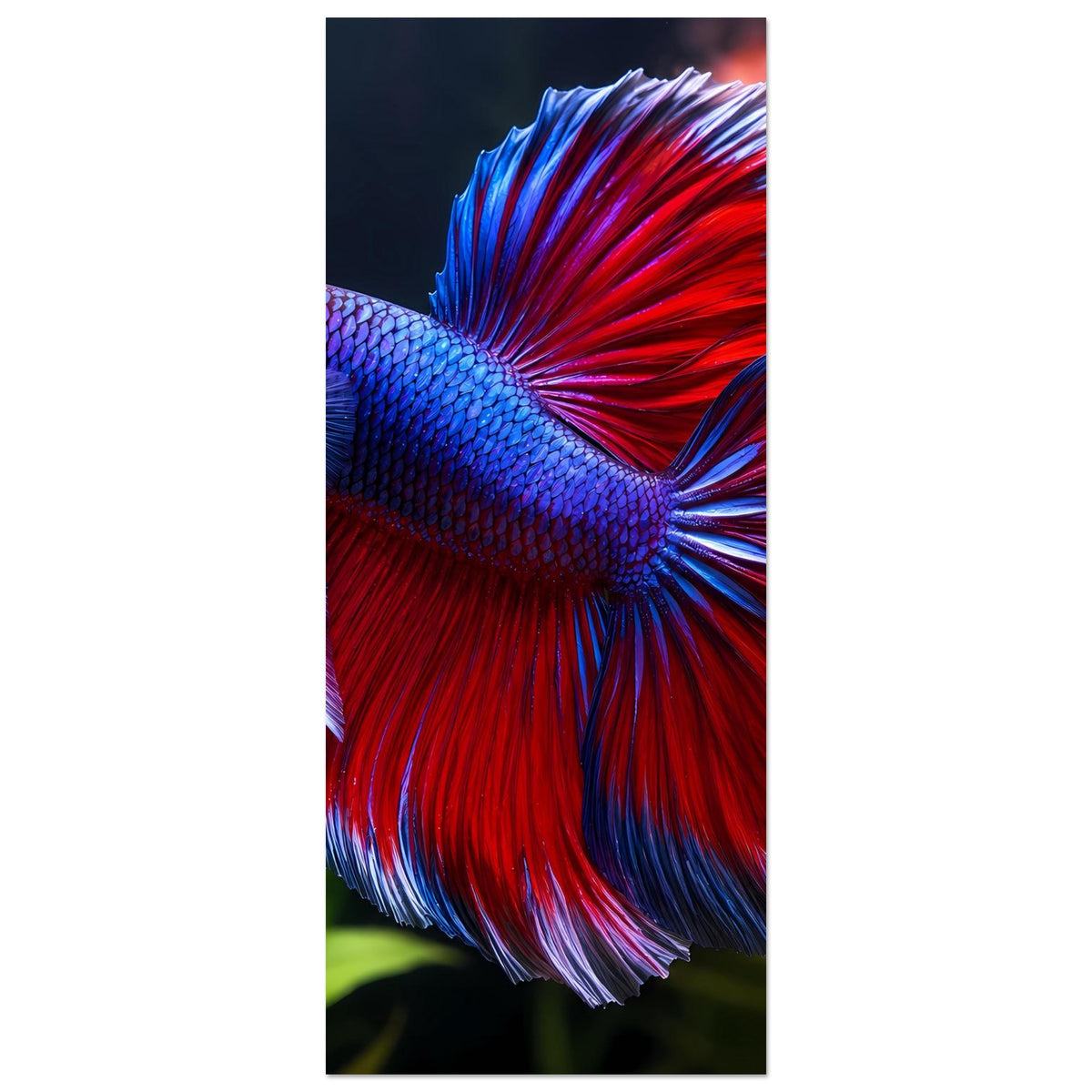 Hochformat-Poster mit Betta-Fisch-Ausschnitt: roter und blauer Schwanzfächer, nahes Motiv.