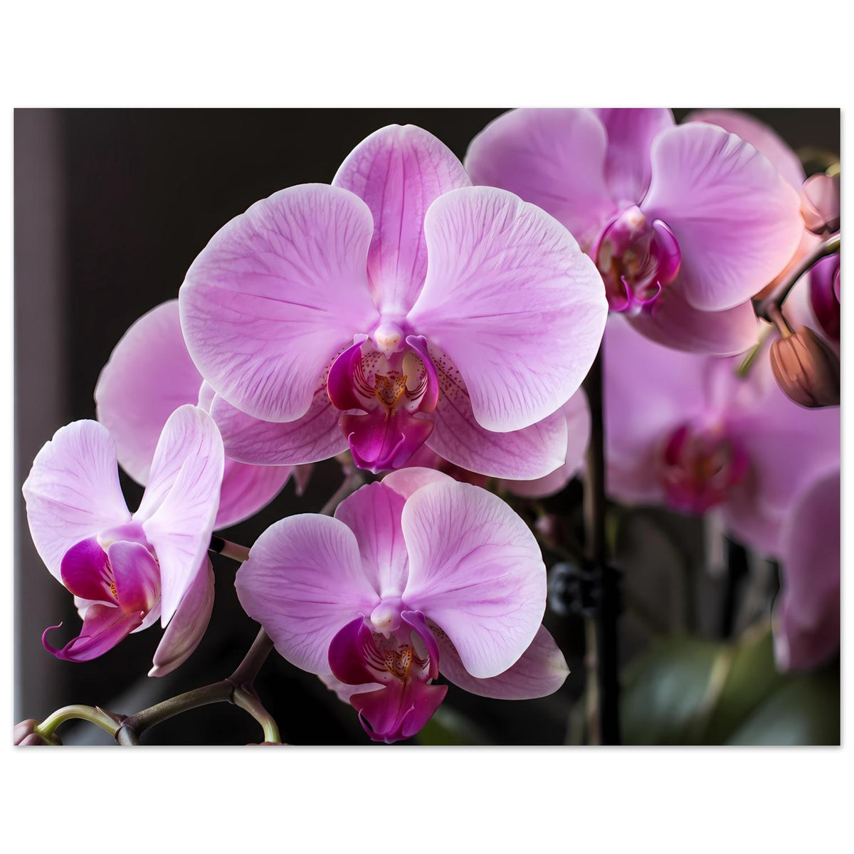 Orchideenblüten-Poster Querformat: pastellrosa Phalaenopsis mit Blütenstängeln