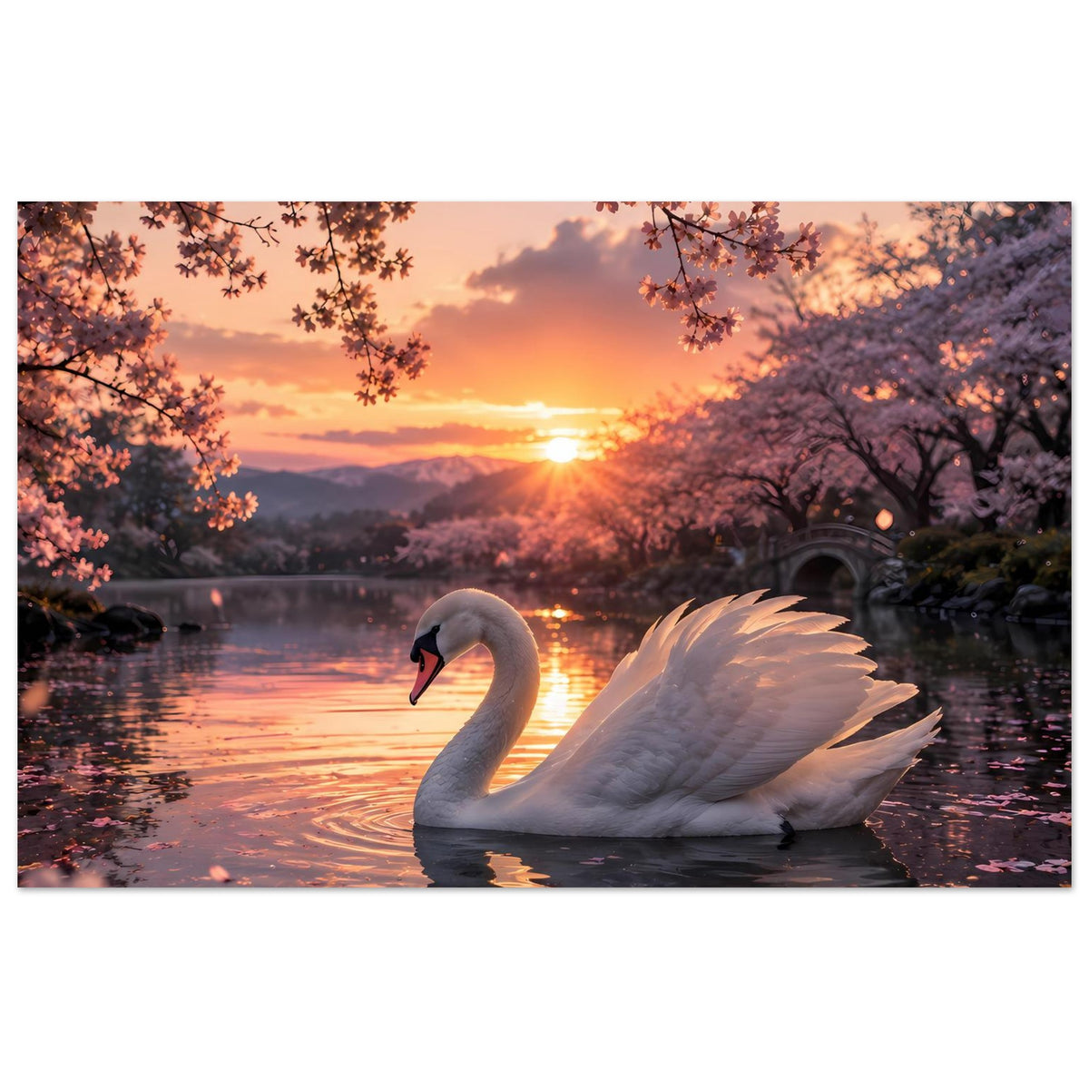 Querformatiges Poster mit weißem Schwan auf dem See, Sonnenuntergang hinter Kirschblüten