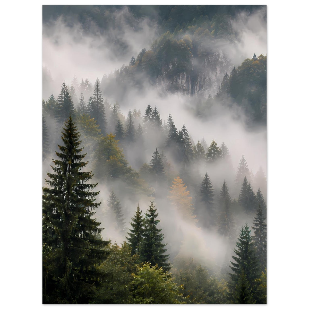Poster mit Tannenwald und Nebel, Vordergrund mit dunkelgrünen Bäumen, Hintergrund weich verwischt