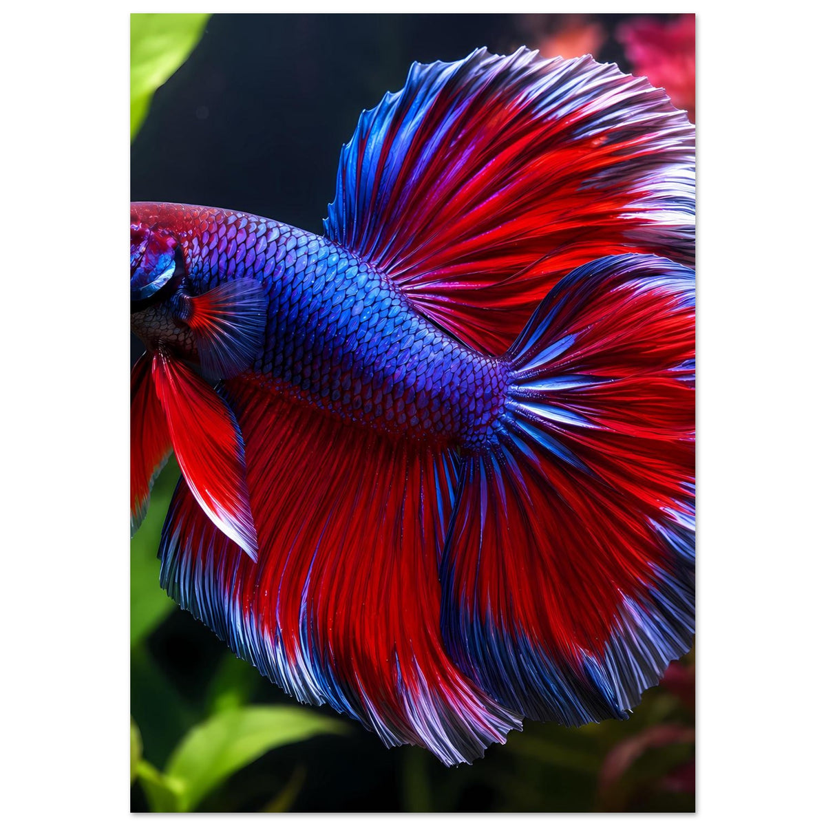 Vertikales Poster mit Betta-Fisch in Nahansicht: blau-rote Flossen, schwarze Konturen.