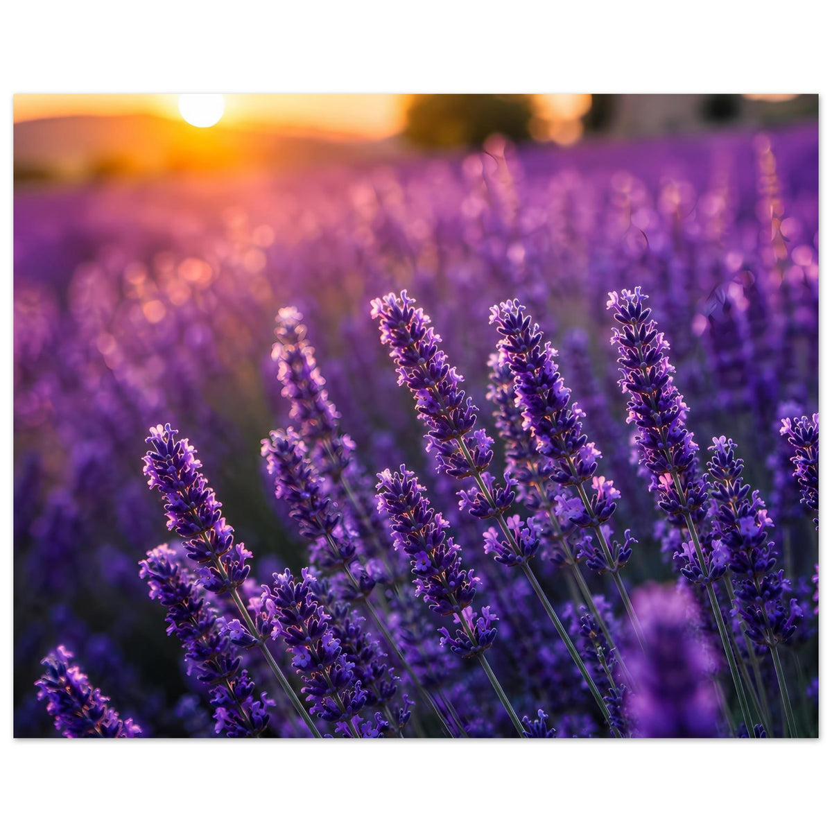 Poster mit blühendem Lavendel, lila Farbtöne und warmes Orange im Hintergrund, Querformat