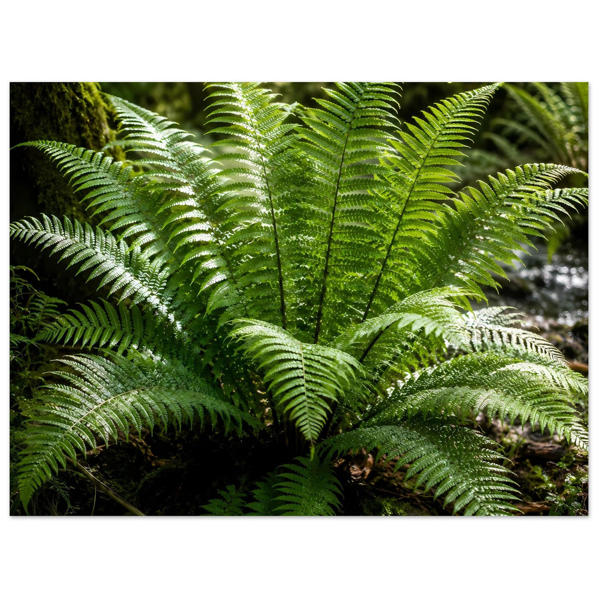 Botanisches Naturposter: Detailansicht grüner Farnwedel, mehrere Wedel übereinander