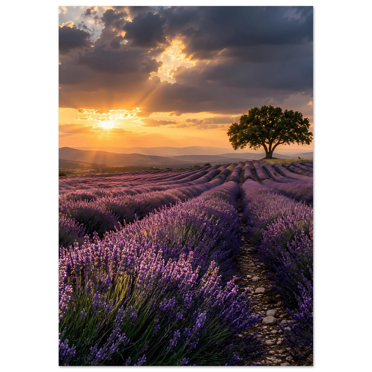 Hochformat-Poster: Lavendelfeld im Sonnenuntergang mit Pfad und Baum vor fernen Hügeln