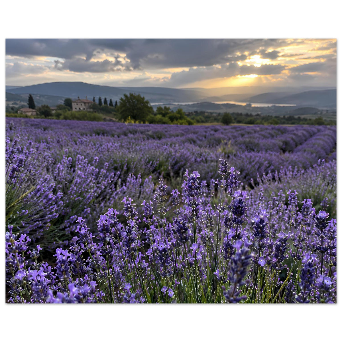 Horizontales Poster mit Lavendelfeld, violetten Blüten und Abendsonne über der Landschaft