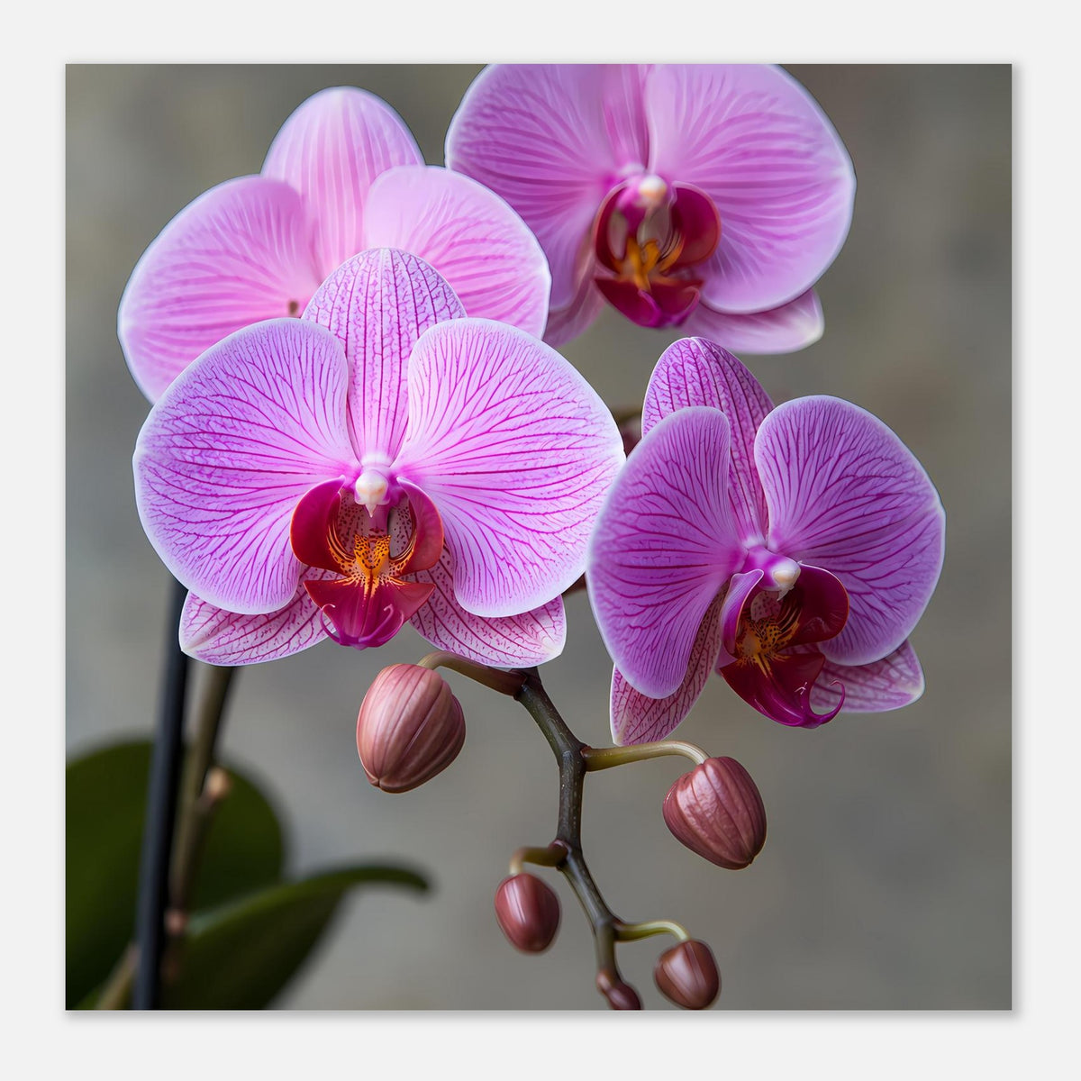 Orchideenposter mit drei pink-lila Phalaenopsis-Blüten und mehreren kleinen Knospen