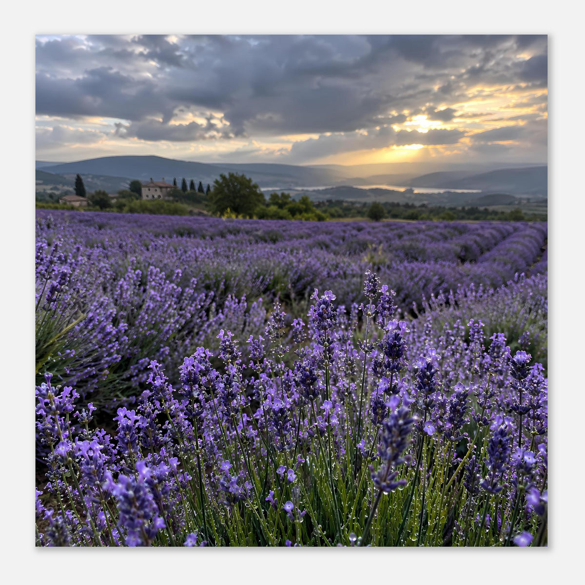 Horizontales Poster mit Lavendelfeld, Reihen im Verlauf und helles Sonnenlicht am Horizont