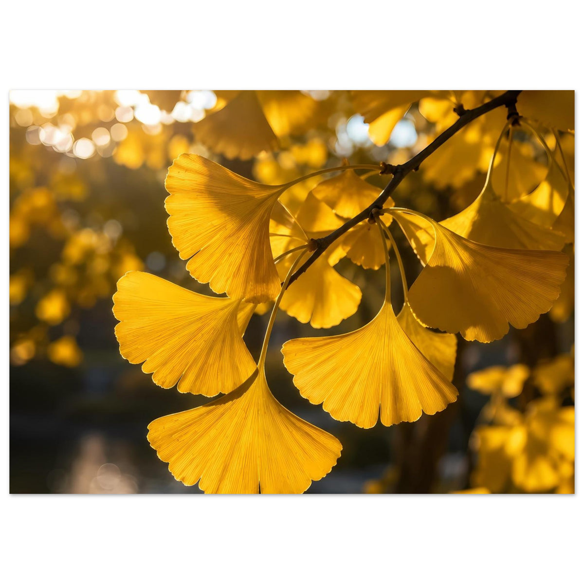 Botanisches Poster mit goldenen Ginkgoblättern am Zweig, gelbe Fächerblätter im Fokus