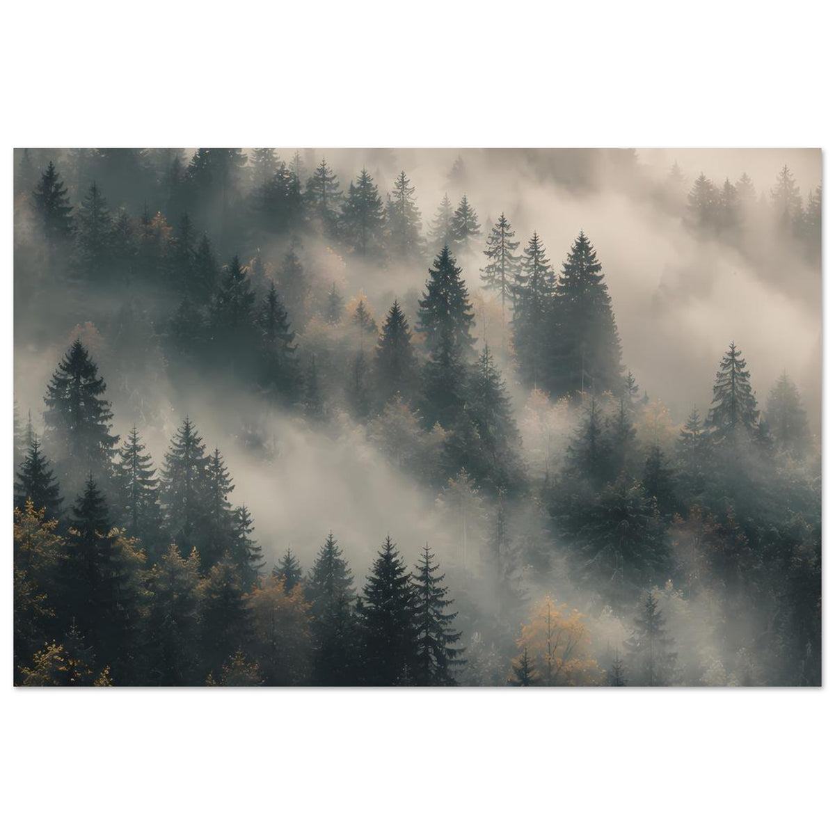 Horizontales Poster: Tannen im Morgennebel, mehrere Baumreihen bis in die Ferne