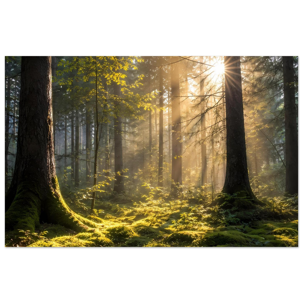 Waldposter im Querformat mit Sonnenstrahlen durch hohe Bäume und goldenem Moos