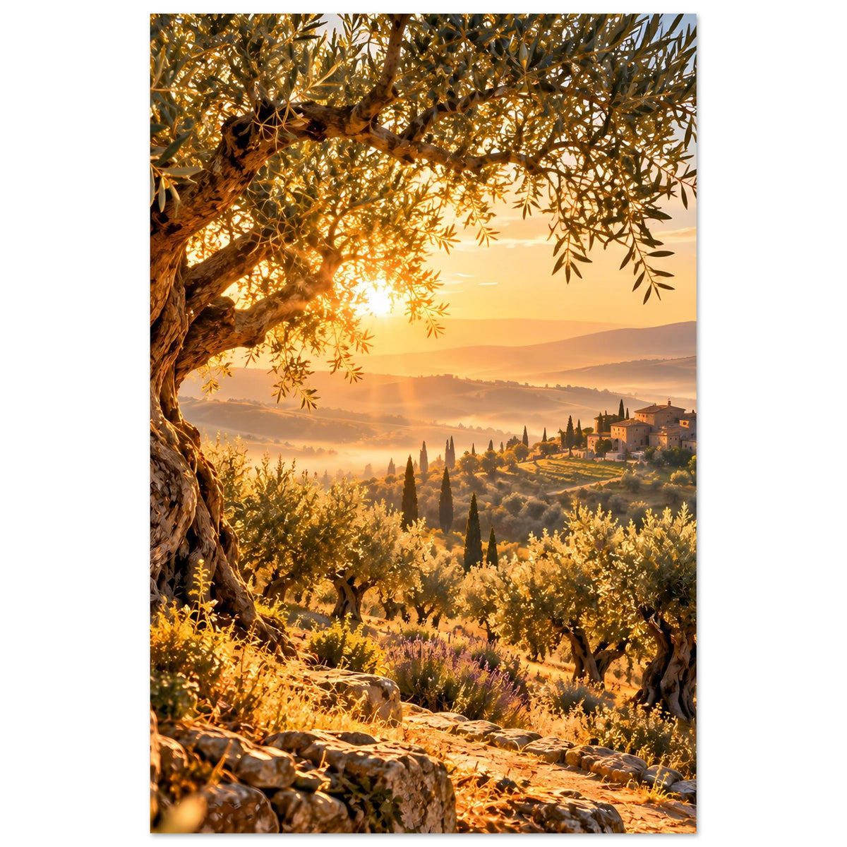 Landschaftsposter mit Olivenhain, goldener Morgensonne und Zypressen im Hintergrund