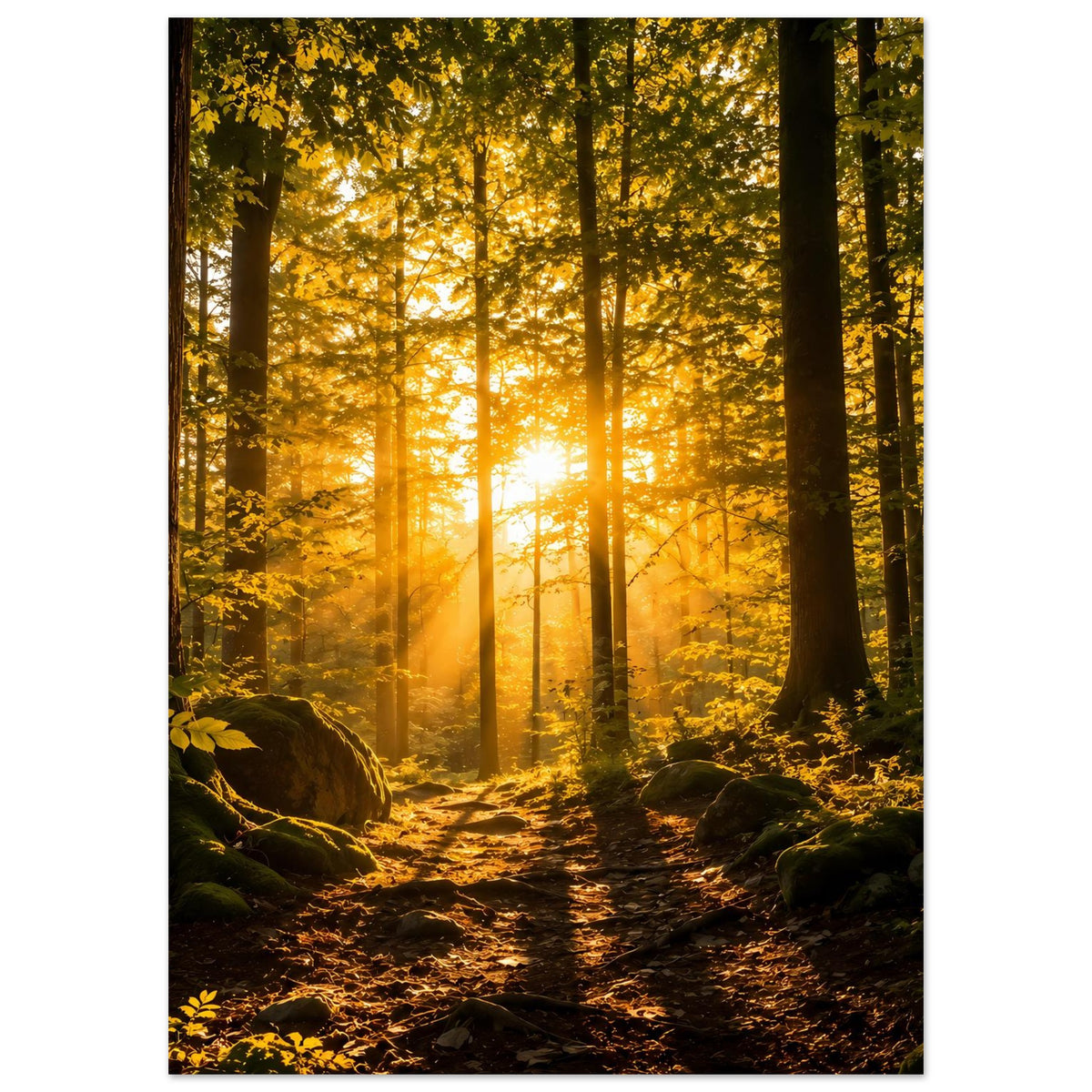 Waldposter mit warmem Glühen zwischen hohen Bäumen, Pfad im Vordergrund, goldgelbe Blätter