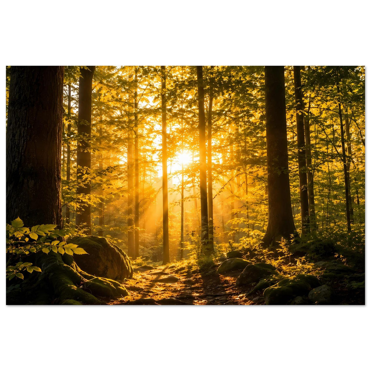 Waldposter mit beleuchtetem Waldweg, flirrenden Sonnenstrahlen und moosigen Steinen