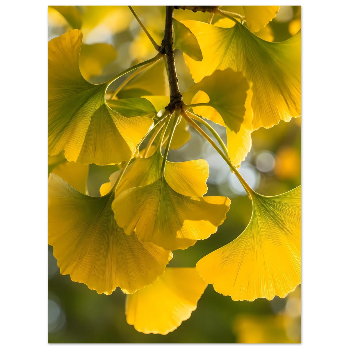 Poster mit Ginkgoblättern am Ast, gelbgrüne Blätter mit feinen Adern, hochformatig