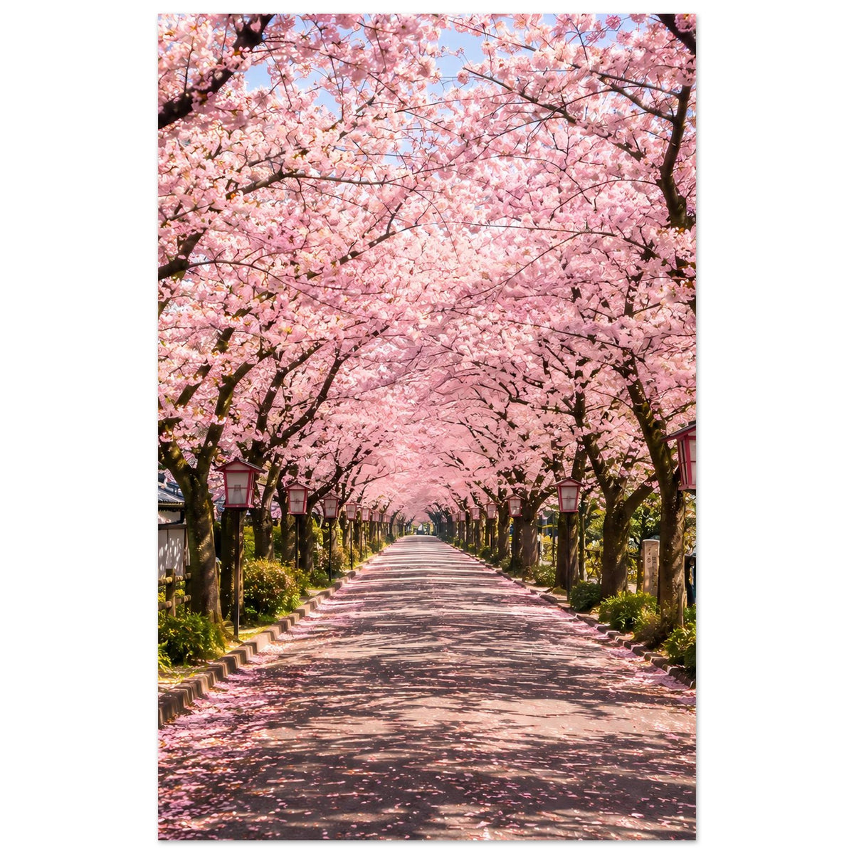 Kirschblüten-Allee Poster mit rosa Blüten über Weg, dunkle Baumstämme an den Seiten