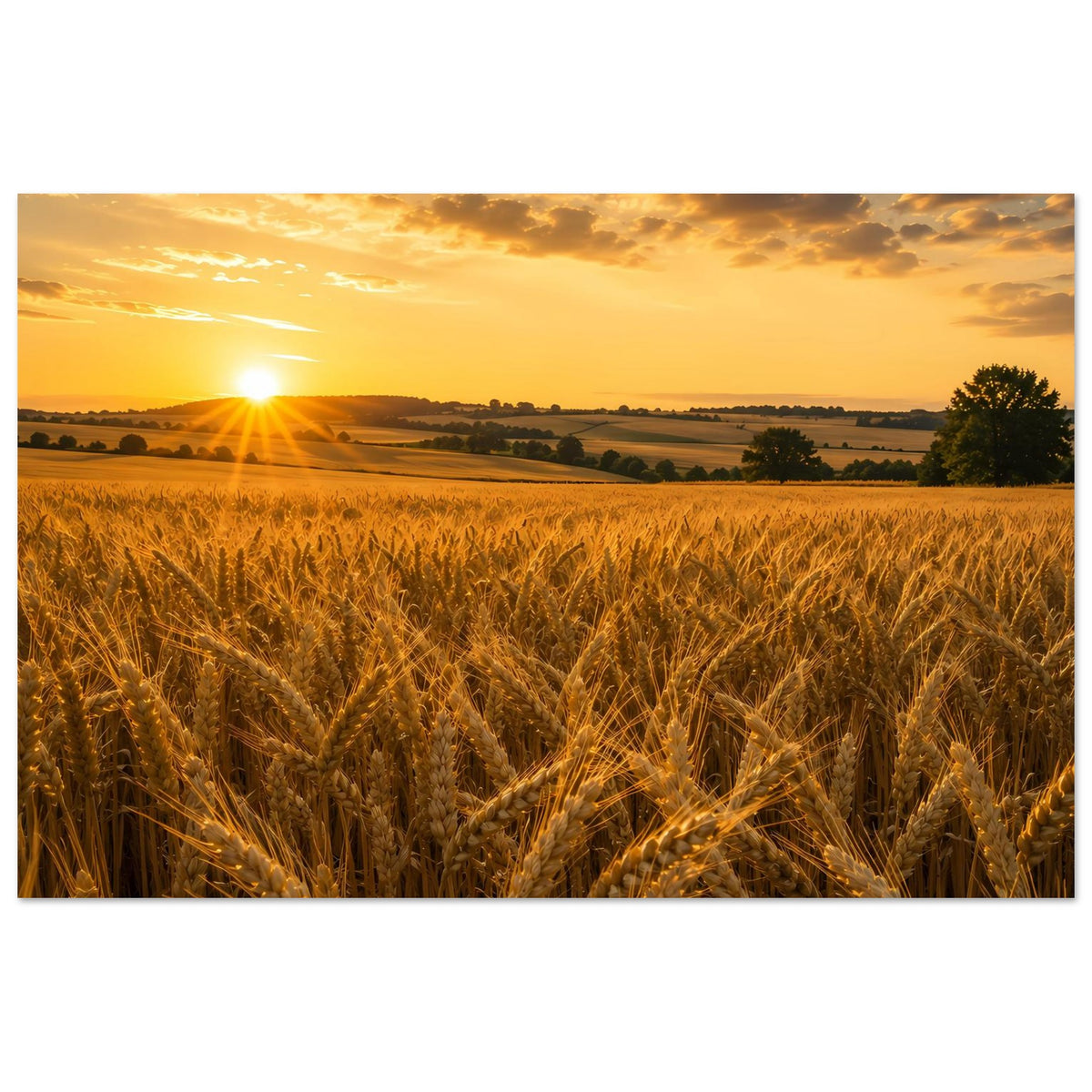 Landschaftsposter Querformat mit Weizenfeld, Sonne links und goldenen Farbtönen