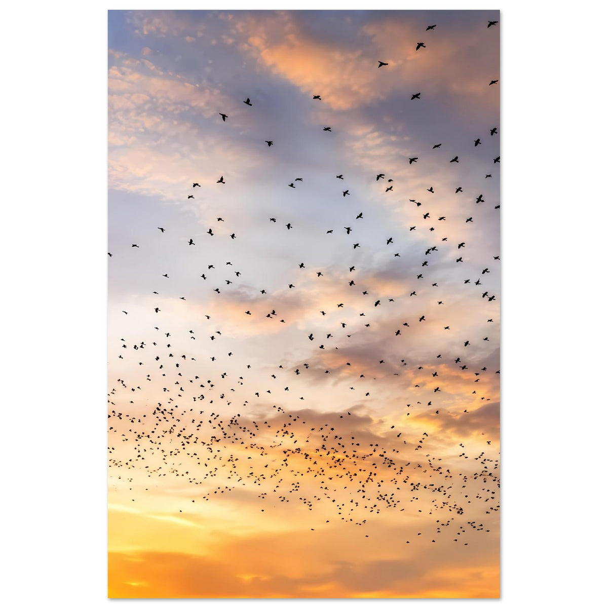 Vertikales Kunstdruckposter mit Abendhimmel, goldenen Wolken und dichtem Vogelschwarm