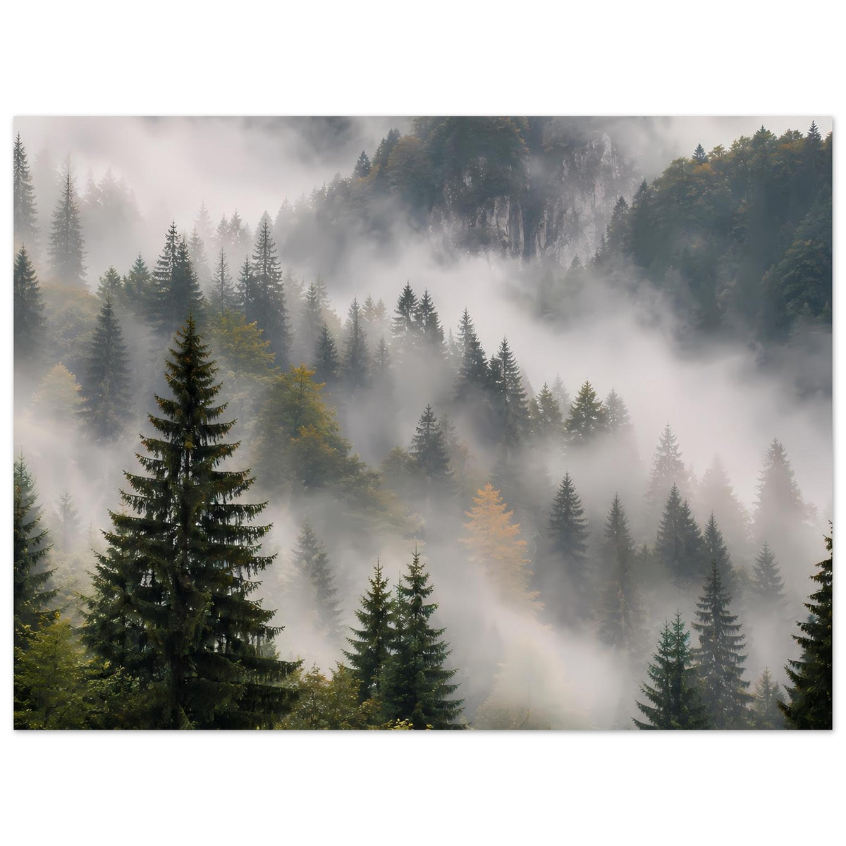 Poster im Querformat: Tannenwald im Nebel vor dunklen Bergkonturen