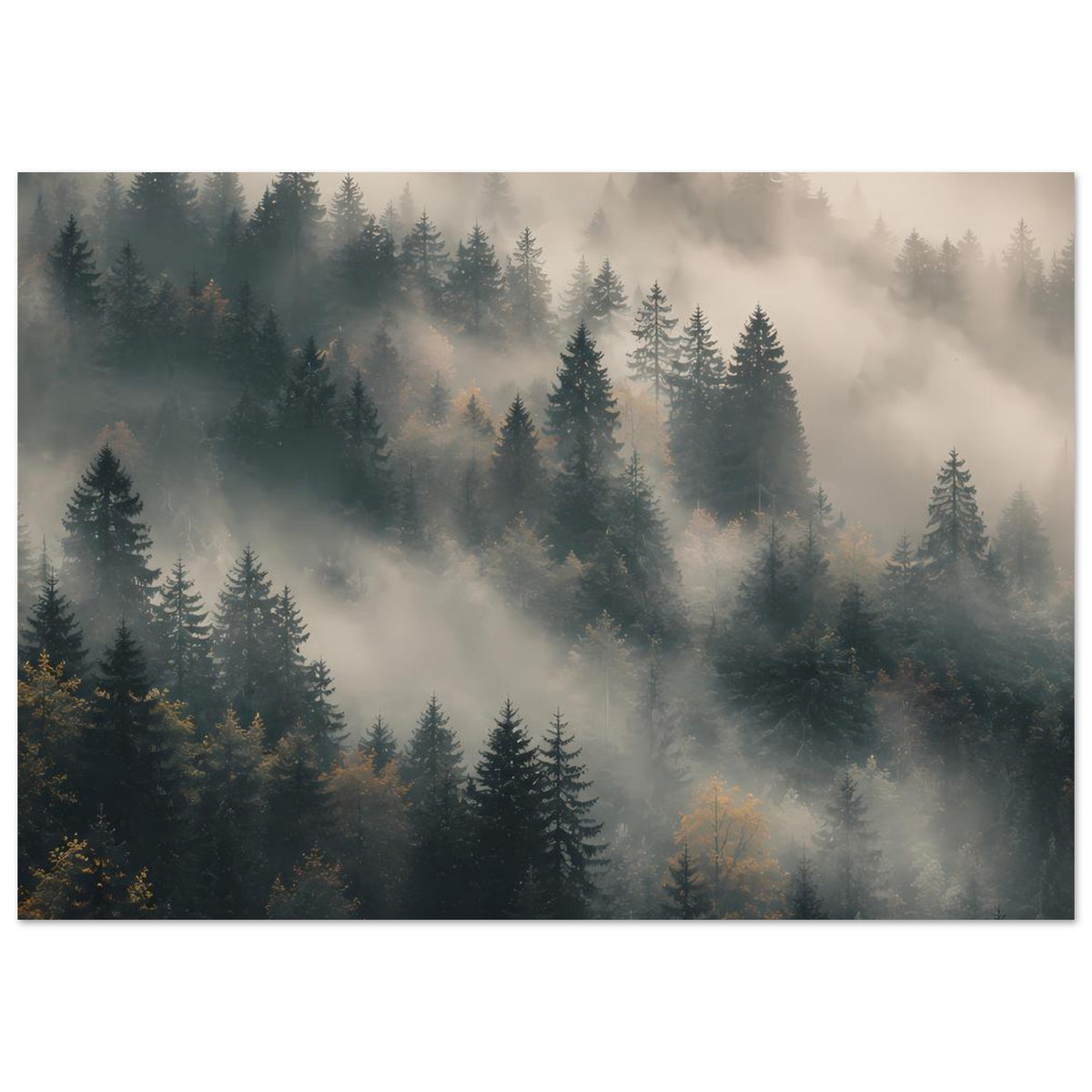Waldposter mit Nebelschwaden über Tannenwald, ruhige Szene mit vielen Baumkronen