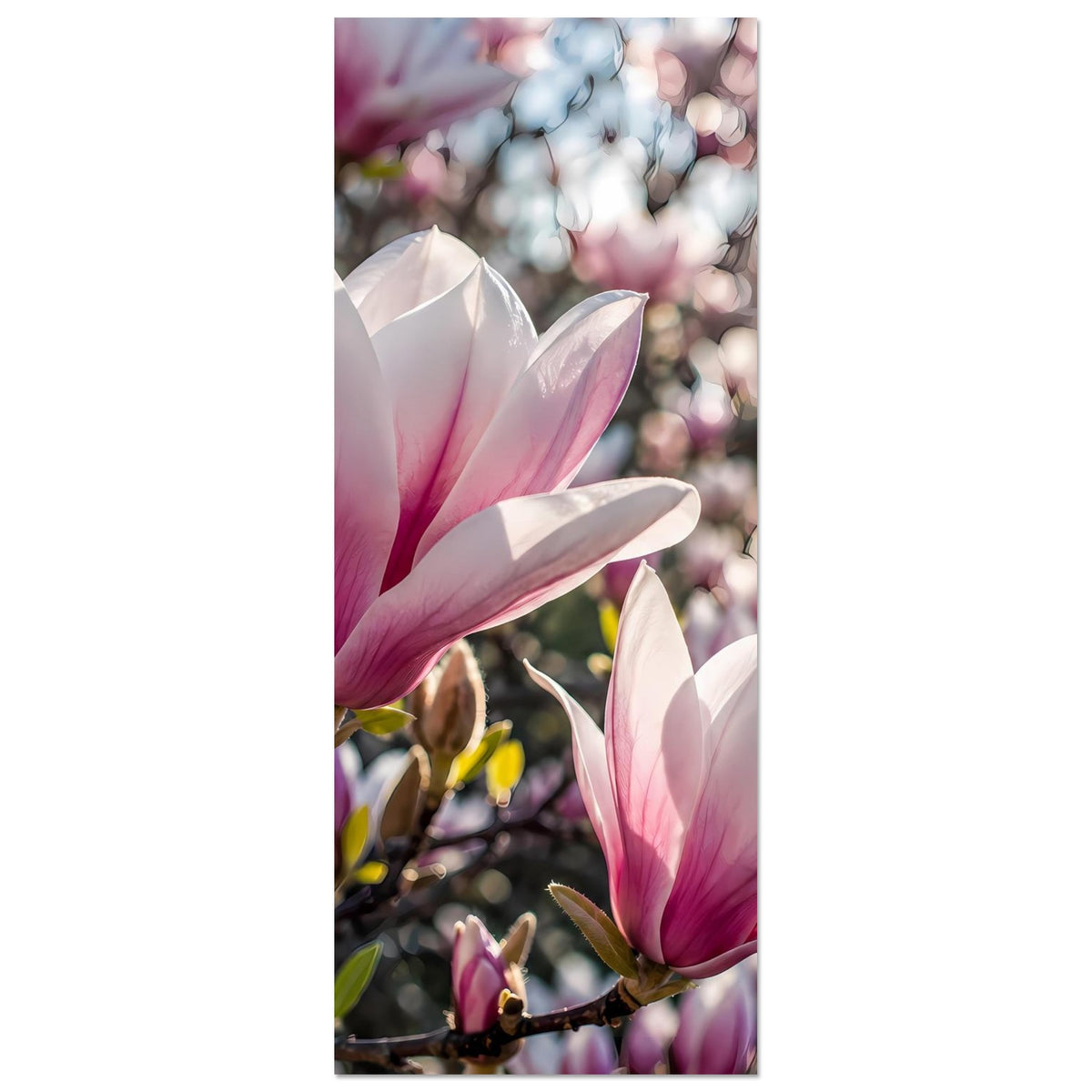 Schmales Poster mit rosa-weißen Magnolienblüten, Fokus auf zwei Blüten am Ast
