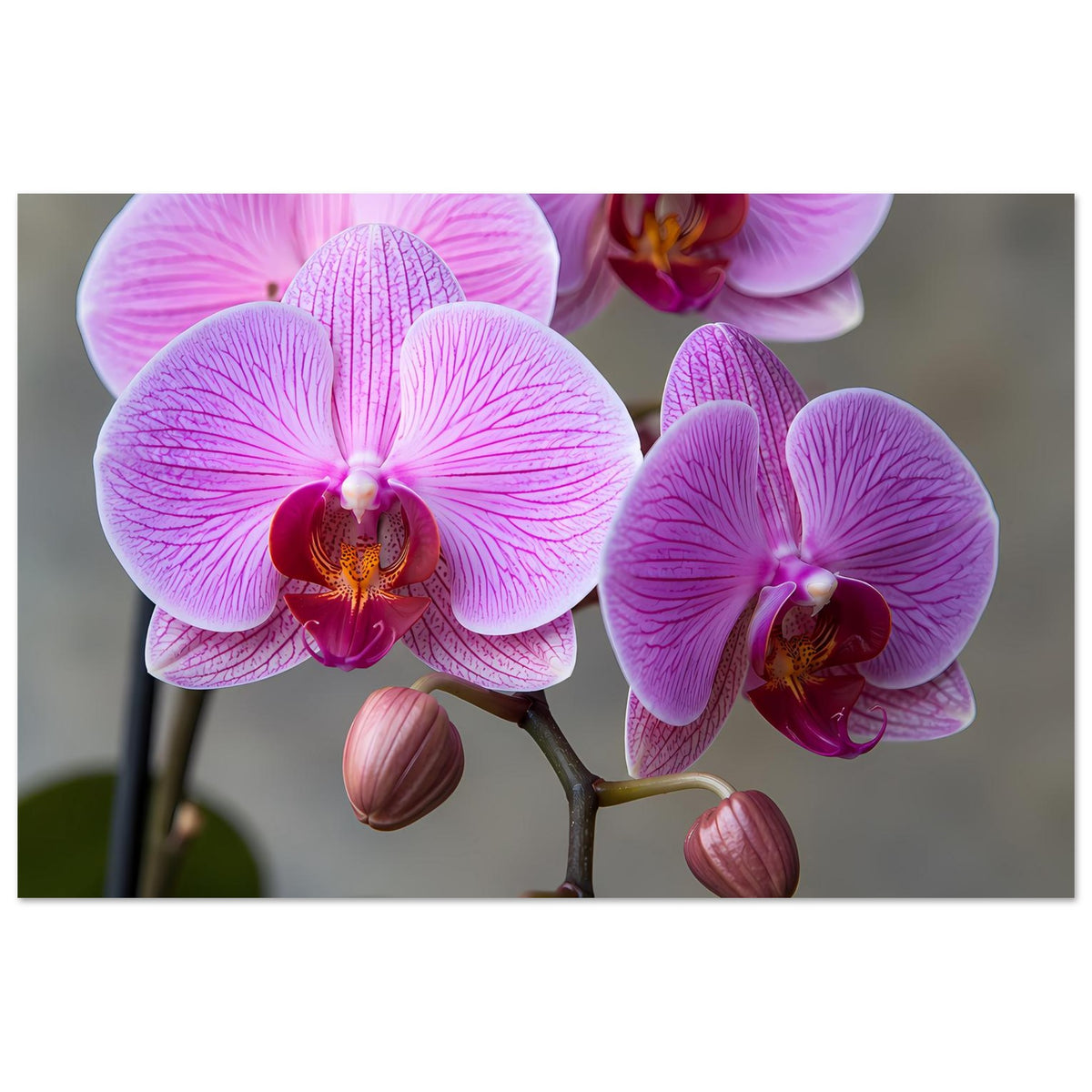 Orchideen-Poster mit drei violetten Orchideenblüten und Knospen, horizontal