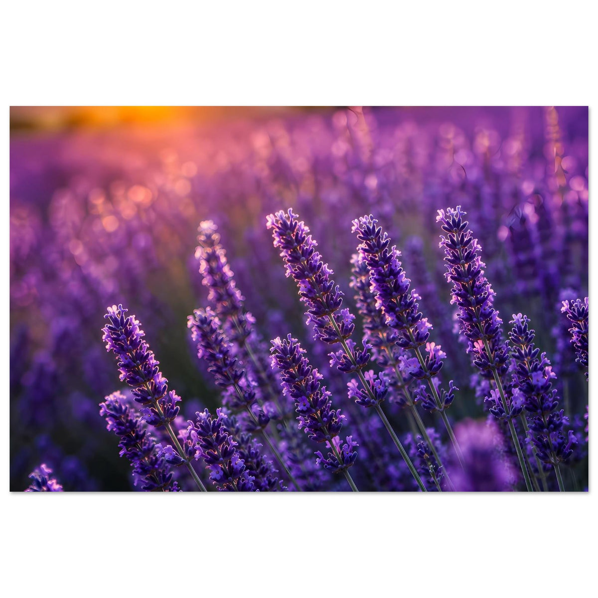 Lavendel-Sonnenuntergang Poster: violette Lavendelähren, Sonnenuntergangsfarben im Bild