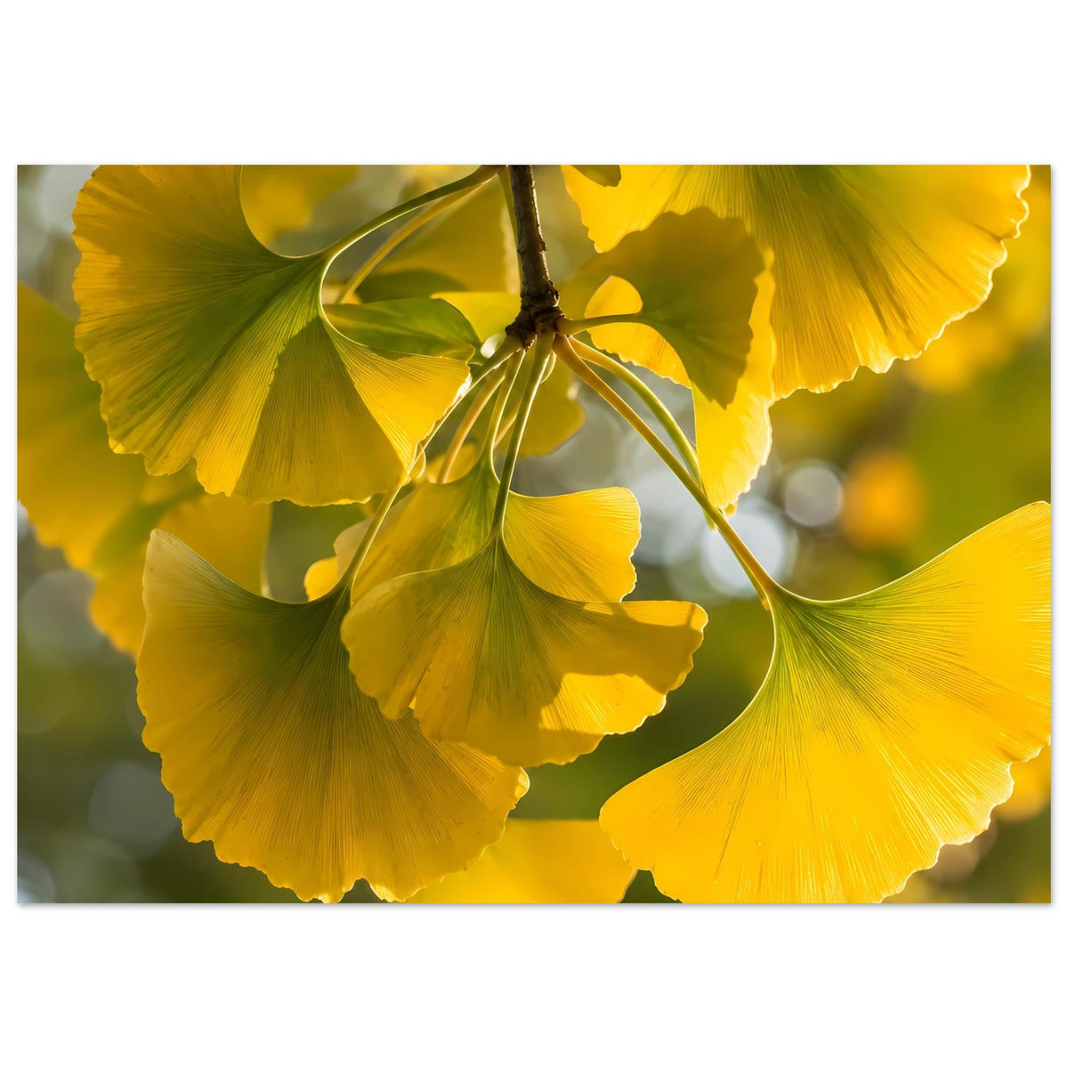 Poster mit gelben Ginkgoblättern als Nahmotiv am Ast, lichtdurchflutet wirkend
