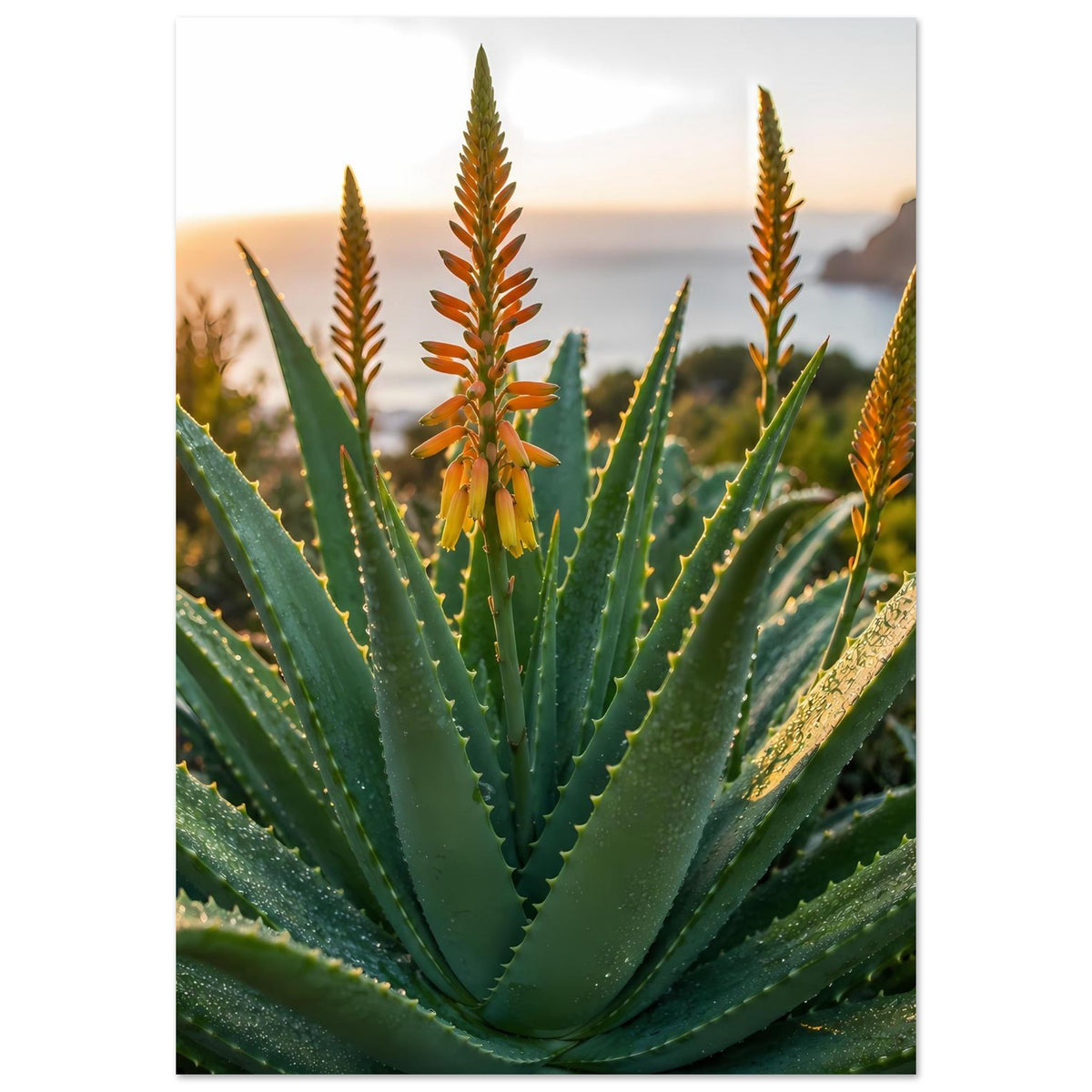 Poster mit Aloe-Pflanze und orangefarbenen Blütentrieben, symmetrische Nahansicht, Hochformat