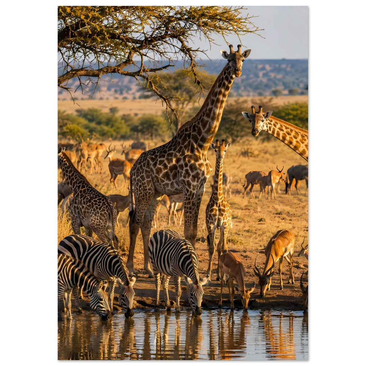 Tierwelt-Poster im Hochformat mit Giraffen und Zebras vor einer Savannenlandschaft