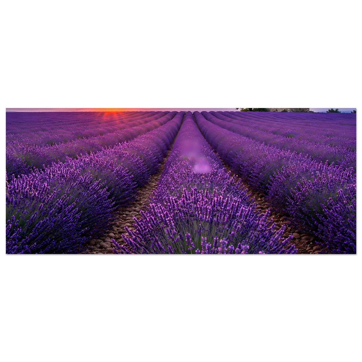 Breites Poster mit Lavendelfeldern, violette Reihen und mittiger Weg im Panoramaformat