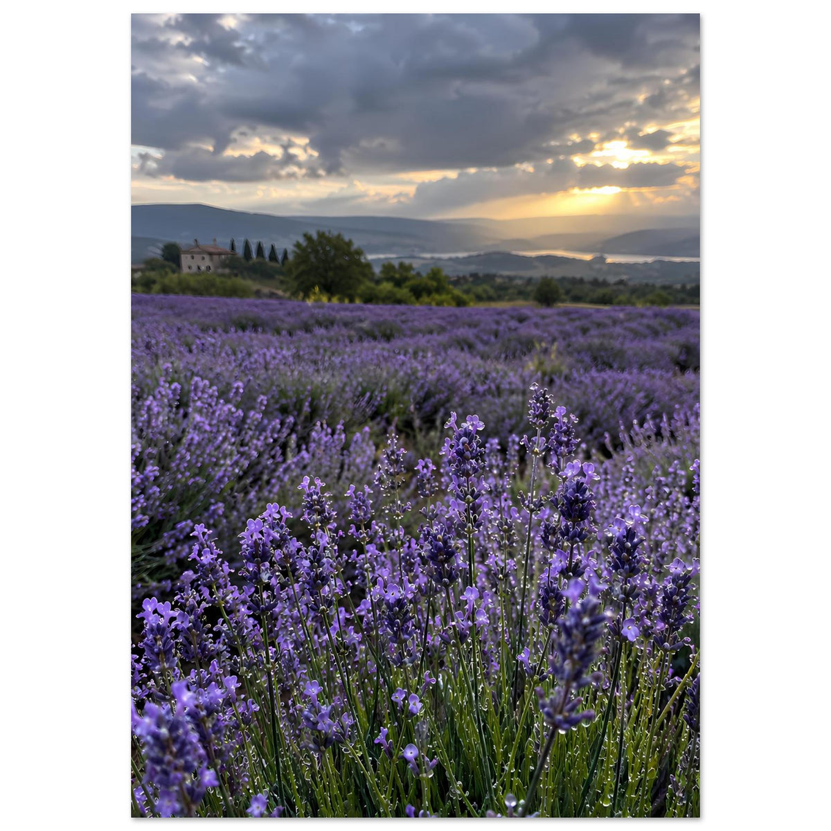 Lavendelfeld-Poster mit violetten Blüten, Sonnenuntergang über Hügeln, Vertikalformat