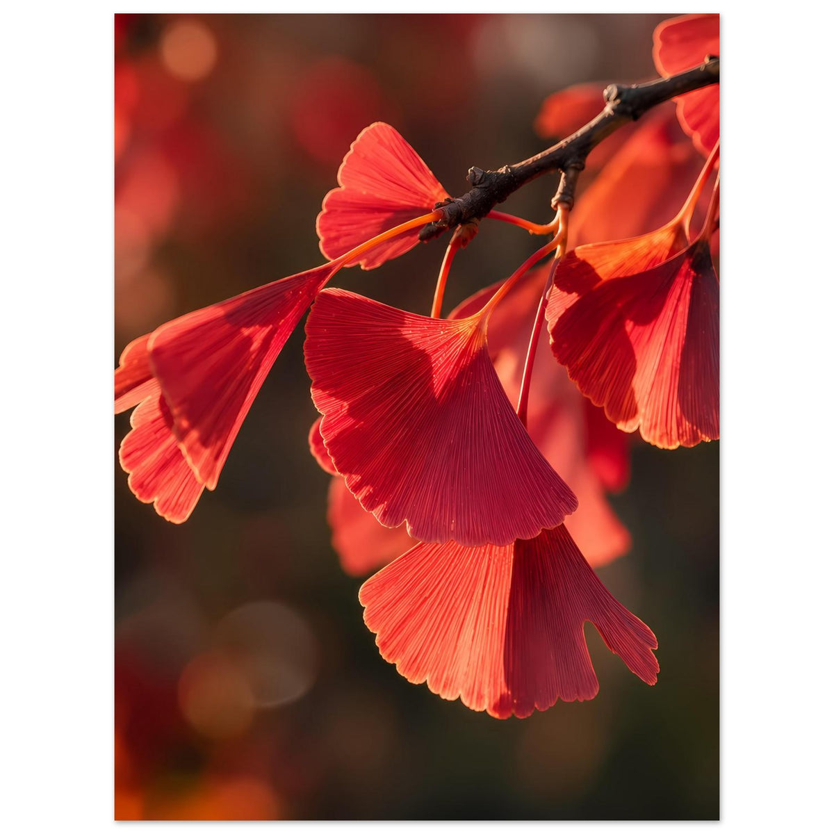 Premium-Mattposter mit roten Ginkgo-Blättern am Ast, klarer Blattfächer im Vordergrund
