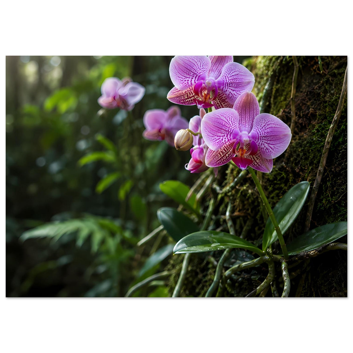 Orchideen-Botanikposter: pinkfarbene Orchideenblüten mit grünen Blättern und Rinde
