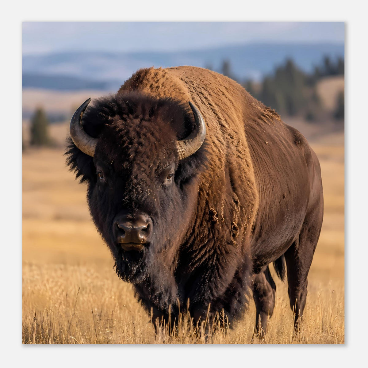 Wildtierposter mit Wisent: braunes Fell, dunkle Hörner, ganzer Körper bis in die Gräser.