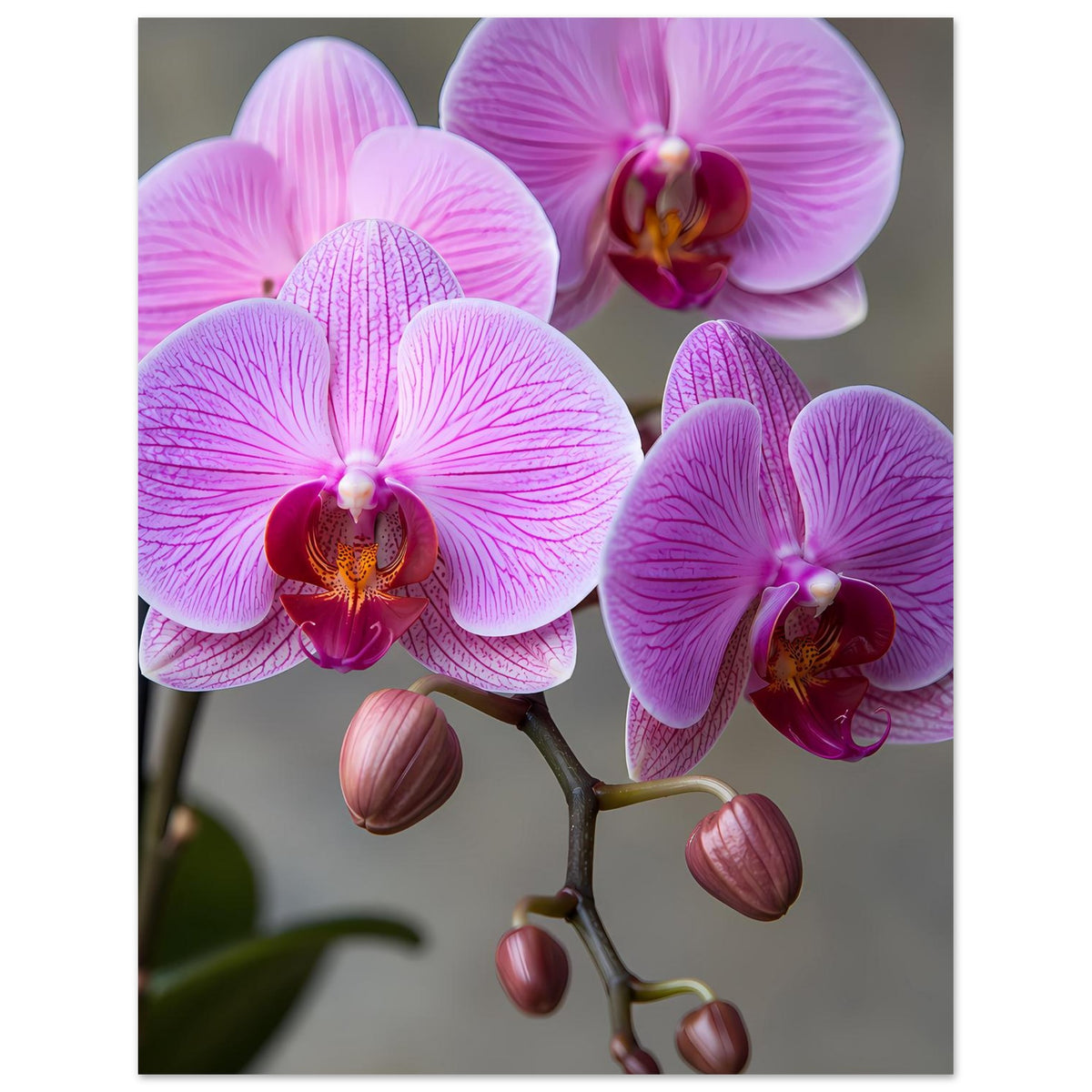 Orchideen-Porträt-Poster mit großen lila Blüten und rosa Knospen am Zweig