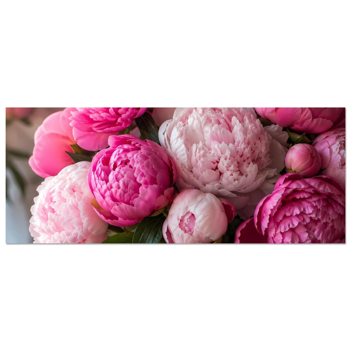 Poster im Querformat: Nahansicht rosa Pfingstrosen mit weißem Blütenkern